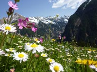 Bergpanorama in Österreich